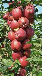 Des Pommes Fleurs De Pommier Arbre Fruitier Panier De Fruits