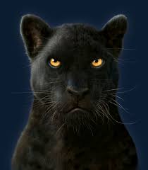 Schwarzer panther, ein schönes schwarzes tier, das die kraft und würde symbolisiert. Black Panther Portrait Kostenlos Gelieferte Fototapete Von Hochster Qualitat Photowall