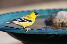 Bring beauty and life into your garden decor with a bird feeder or bird bath. The Bird Bath Buying Guide 8 Questions To Ask Yourself 2021 Bird Watching Hq
