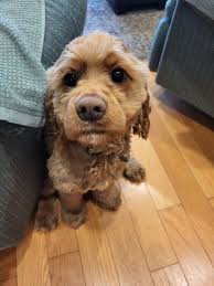 This is Sir Maximus Johnson and he's got no bones 🤣