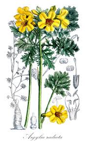 Image result for Dolichandrone alba