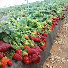 Buka tirai, kemudian perbesar layar menggunakan 2 jari, dan kamu diminta memasukan kunci gembok. Petik Buah Brain Out Cara Golden