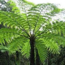 Image result for Cyathea cf. humilis
