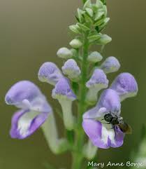 Image result for Scutellaria schweinfurthii