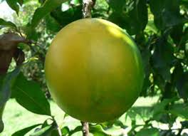 Image result for Yellow Oval Fruit