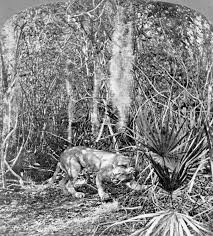 Maybe you would like to learn more about one of these? Florida Memory State Animal Of Florida A Panther