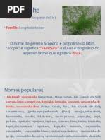 Image result for Allophylus lastoursvillensis