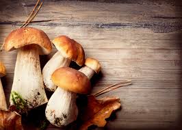 Some cats love the smell of mushrooms and would eat them, if they could get their paws on some. Raw Mushrooms Hazardous Or Harmless Nutrition Diva