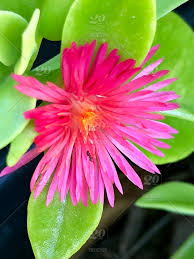 We did not find results for: Flowers Succulent Ground Cover Pink Flower With Green Leaves And A Tiny Ant On The Flower Stock Photo C2783475 B0df 45b7 A409 B06a78d7eae0