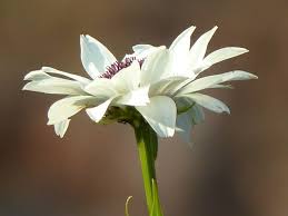 Image result for Callilepis laureola