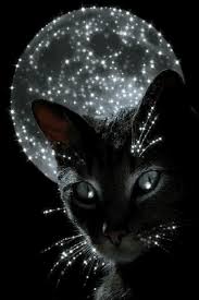 Bilder finden, die zum begriff desktophintergrund passen. Katze Und Mond Iphone Live Hintergrund Download Auf Der Phoneky Ios App