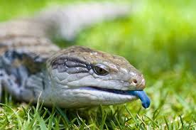 The two most common lizards we have are the western fence lizard, also known as a blue belly, and the alligator lizard. Blue Tongue Lizard Care Guide Diet Habitat Petbarn