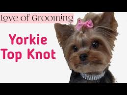 With these haircuts for curly thin hair, though, that won't be a problem. How To Tie Up A Yorkies Topknot Youtube