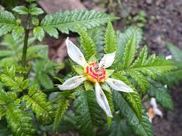 Image result for Napoleonaea angolensis