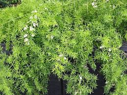 Image result for A. densiflorus Sprengeri