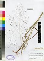 Image result for Panicum pansum