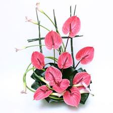 Pin On Flowers