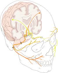In addition, the trigeminal nerve controls. Facial Nerve Wikipedia