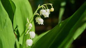 Ouvrir une boutique de vêtements nécessite un minimum de capital, quelques contacts mais surtout d'avoir beaucoup de confiance en soi, d'énergie. Muguet Du 1er Mai Les Fleuristes Pourront En Vendre Par Livraison Ou Par Retrait De Commande