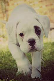 Sweet White Boxer Have 2 Already Can Always Use More White Boxer Dogs Boxer Dogs Boxer Puppies