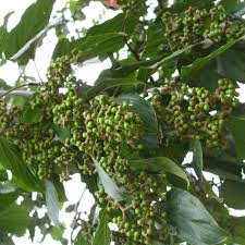 Image result for Hovenia