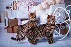 Are Bengal cats Hypoallergenic?