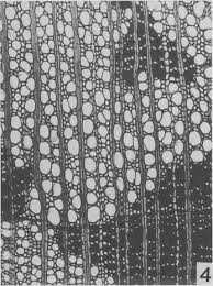 Image result for Rhaptopetalum roseum