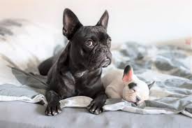 They require short daily walks and daily play time in the yard but not. How Much Is A French Bulldog Puppy A Full Cost Breakdown