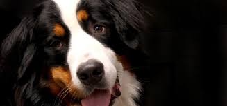 We are located in beautiful southern wisconsin. 7 Reasons Not To Get A Bernese Mountain Dog Bernese Love