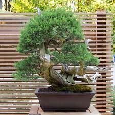 New Bonsai Display At The Portland Japanese Garden Bonsai Tonight Portland Japanese Garden Japanese Garden Japanese Garden Fence