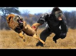 Lion Vs Gorilla Real Fight Gorilla Vs Lion Discovery Channel Anidis Wild Animals Attack Weird Animals Animal Attack