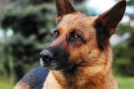 Join millions of people using oodle to find puppies for adoption, dog and puppy listings, and other pets adoption. German Shepherd Breeders North Carolina Reviewed Breeder Review