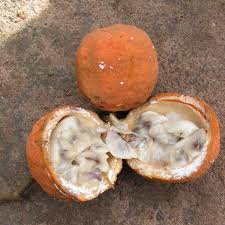 Image result for Landolphia foretiana