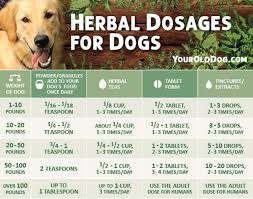 A Guide To Safely Using Herbs For Dogs Includes Dosage In 2020 Holistic Dog Food Medicine Safe For Dogs Herbs
