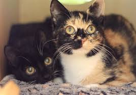 ‪Why Two Cats Are Better Than One BARC‬‏