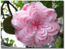 Beaucoup de diversité, encore plus belles en pleine nature. Les Plus Belles Fleurs Du Monde Youtube
