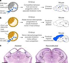 Control sera for ihc staining. Neural Blastocyst Complementation Enables Mouse Forebrain Organogenesis Nature