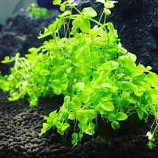 Keberadaannya sebagai parasite tentu akan mengganggu pertumbuhan dari tanaman aquascape anda, termasuk jenis tanaman karpet aquascape tanpa co2. 5 Tanaman Karpet Aquascape Selain Jenis Rumput Yang Estetik
