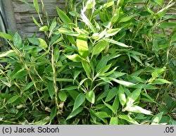 Image result for Shibataea kumasasa