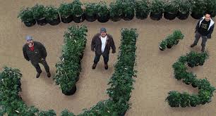 Find Happiness Naturally With Tj S Gardens Stoner Magazine
