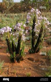 Image result for Grewia retinervis