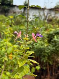 Image result for Karomia tettensis