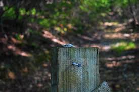 Frog Nikon D3400 18 55mm Kit Lens 55mm Wildlife Photography Nikon Lens