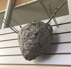 Maybe you would like to learn more about one of these? Diy Removing Wasp Nests Poulin S Pest Control
