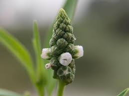 Image result for Sphenocleaceae