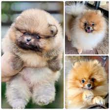 Pomeranian S Changes In Coat Color Teacup Pomeranian Puppies For Sale