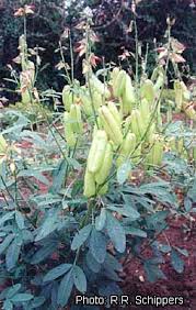Image result for Crotalaria ochroleuca