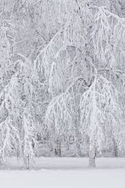 Je ne fais rien au cœur de l'imagination comme cette fleur si tranquille je cherche un rayon de lumière dans mon jardin. Dans Mon Jardin Secret Il Y A Paysage Hivernal Paysage Hiver Scene D Hiver