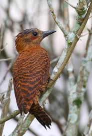 White Bird With Red Cheeks Rufous Woodpecker Woodpecker Red Cheeks Birds