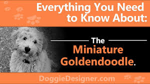Golden Retriever Poodle Mix The Miniature Goldendoodle Guide